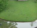 Spot the Mallard